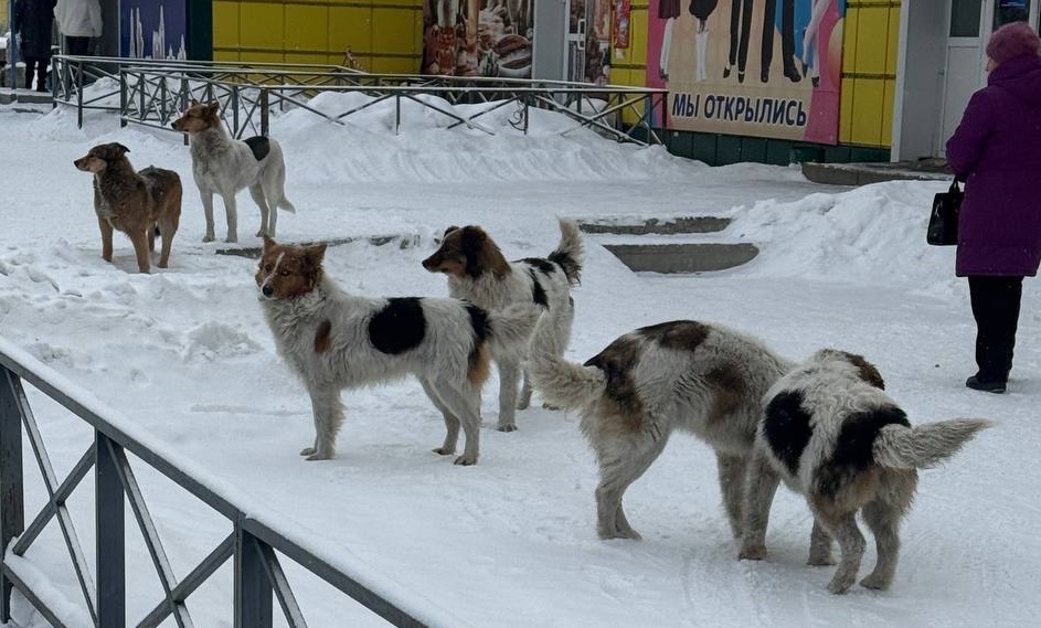46 собак отловили в Белогорске с начала года